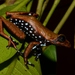 Leopard Reed Frog - Photo no rights reserved, uploaded by Marius Burger
