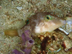 Canthigaster compressa