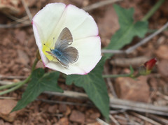 Icaricia icarioides missionensis