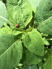 Leiobunum euserratipalpe
