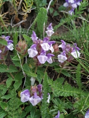 Scutellaria alpina