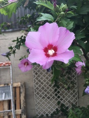 Hibiscus syriacus
