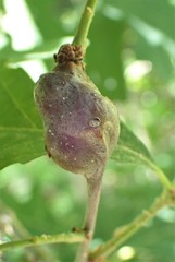 Neuroterus quercusbatatus