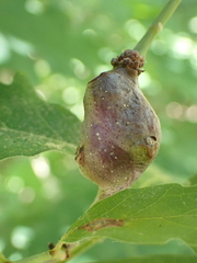 Neuroterus quercusbatatus