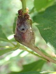 Neuroterus quercusbatatus