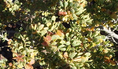 Tetraena rigida