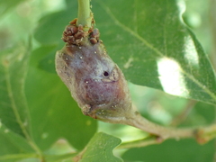 Neuroterus quercusbatatus