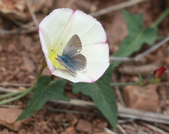 Icaricia icarioides missionensis