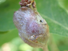 Neuroterus quercusbatatus