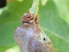 Neuroterus quercusbatatus