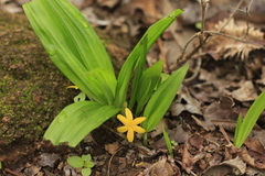 Curculigo orchioides