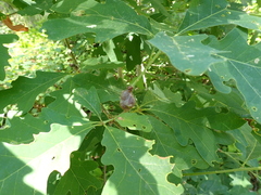 Neuroterus quercusbatatus