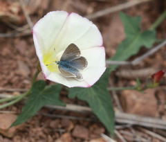Icaricia icarioides missionensis