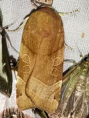 Noctua fimbriata