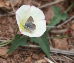 Icaricia icarioides missionensis