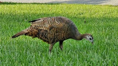Meleagris gallopavo osceola