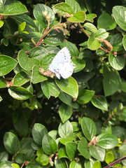 Celastrina argiolus