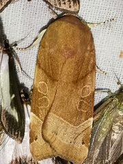 Noctua fimbriata
