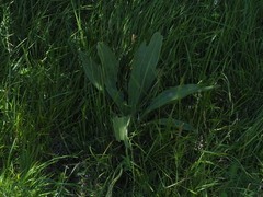 Gentiana lutea
