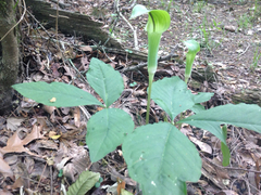 Arisaema triphyllum