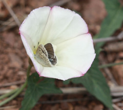 Icaricia icarioides missionensis