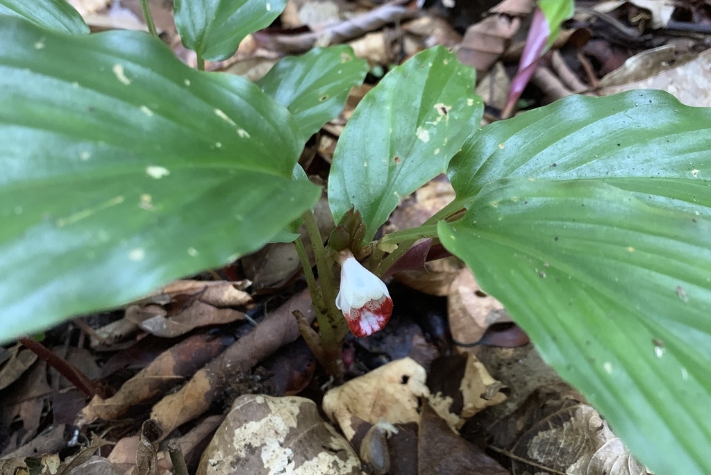 Boesenbergia pulchella