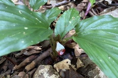 Boesenbergia pulchella