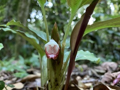 Boesenbergia pulchella