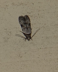 Taygete attributella