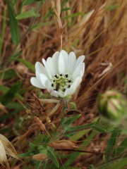 Hemizonia congesta luzulifolia