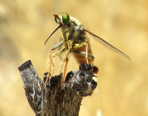 Rhaphiomidas acton photo 2