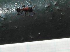 Dilobocondyla fouqueti