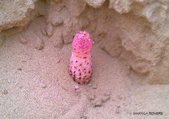 Cynomorium coccineum