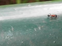 Dilobocondyla fouqueti