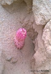 Cynomorium coccineum