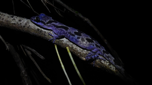 Kabaena Bow-fingeredGecko, Cyrtodactylus jellesmae