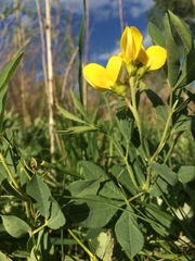 Thermopsis