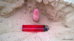 Cynomorium coccineum