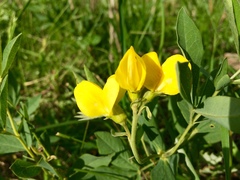 Thermopsis
