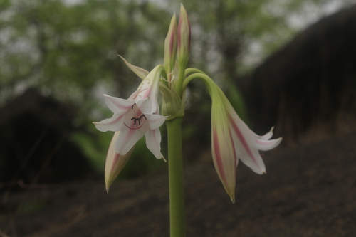 Crinum latifolium L.