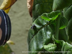 Megachile amparo