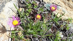 Aster alpinus