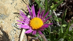 Aster alpinus