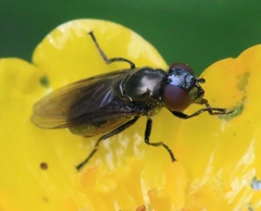 Melanogaster hirtella