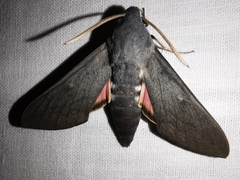Hyles vespertilio