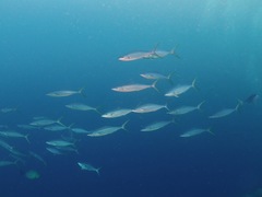 Elagatis bipinnulata