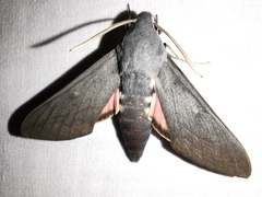 Hyles vespertilio