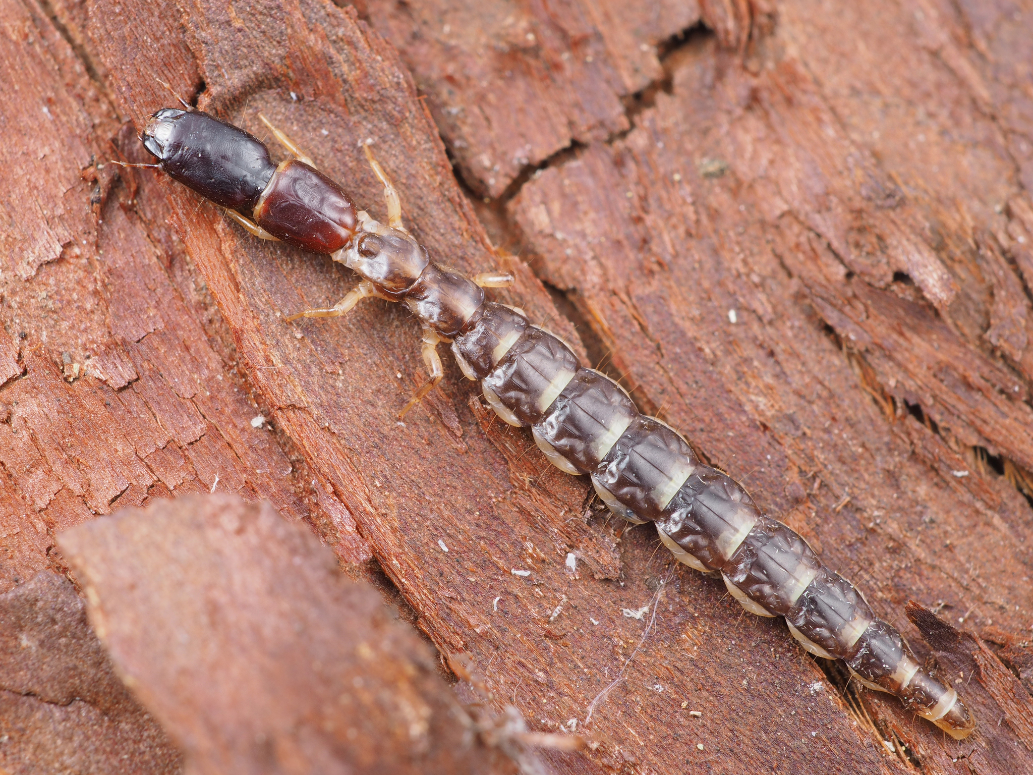 Sheep Bot Fly (NPS National Capital Region True Flies) · iNaturalist