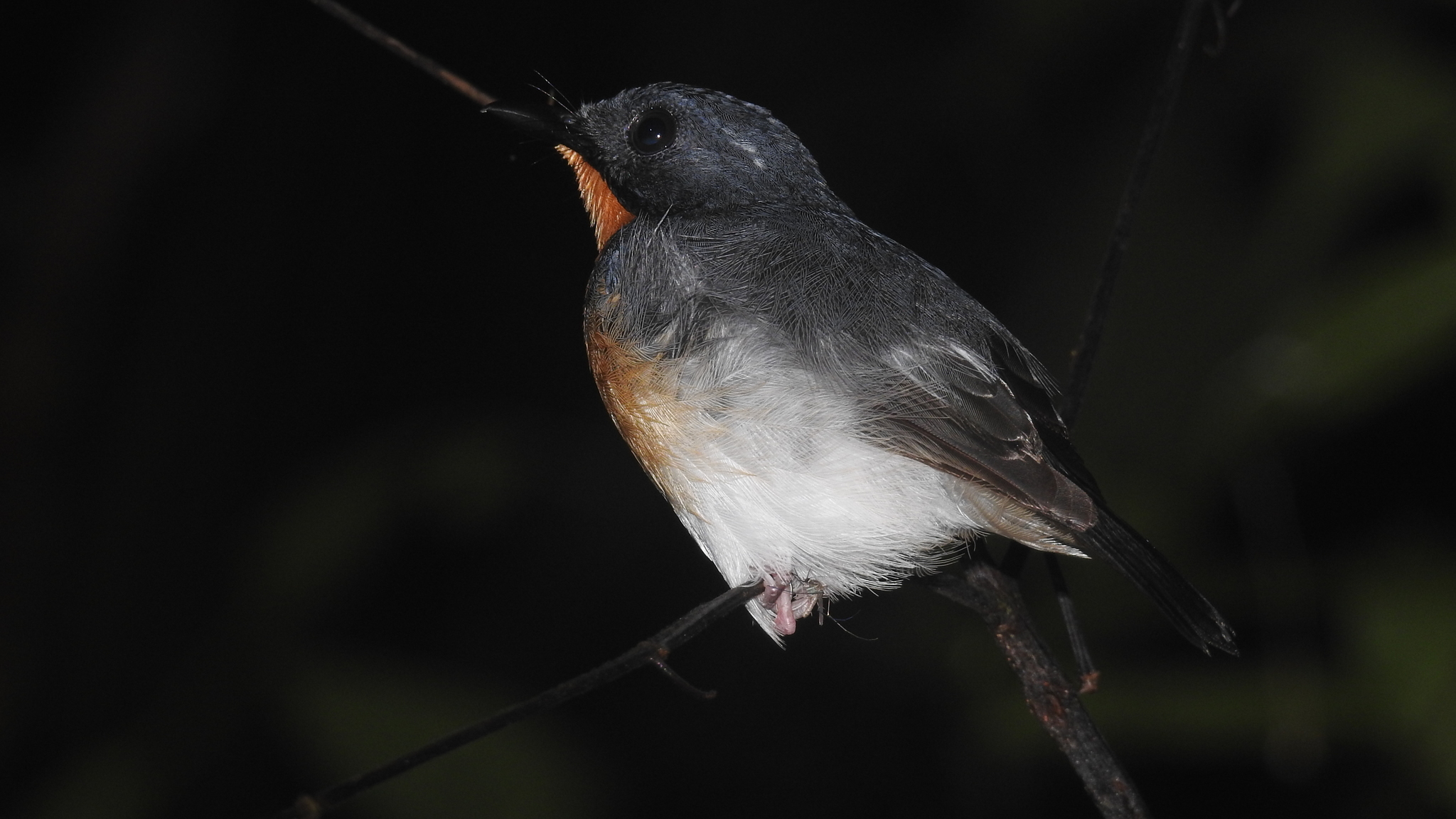 Rufous-throated Flycatcher (Ficedula rufigula), photo 10