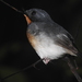 Rufous-throated Flycatcher - Photo (c) ꦥꦤ꧀ꦗꦶꦒꦸꦱ꧀ꦠꦶꦄꦏ꧀ꦧꦂ, some rights reserved (CC BY), uploaded by ꦥꦤ꧀ꦗꦶꦒꦸꦱ꧀ꦠꦶꦄꦏ꧀ꦧꦂ